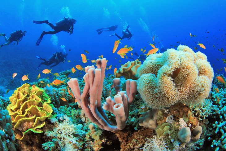 Diving a coral reef off Sharm el-Sheikh