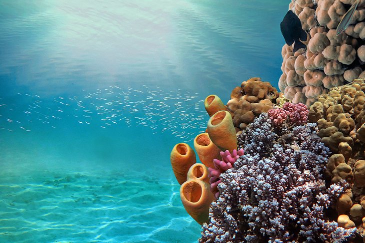 Close-up of tube corals in the Fury Shoals