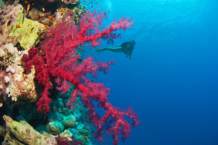 Diver and coral at Thomas Reef