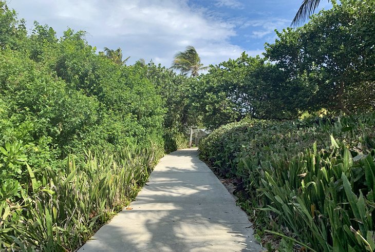 The verdant path from the parking at Gulfstream Park