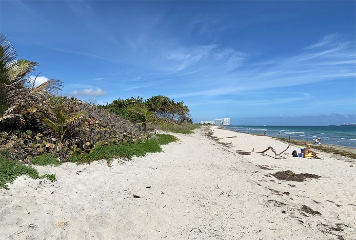 The beach at Dr. Von D. Mizell-Eula Johnson State Park