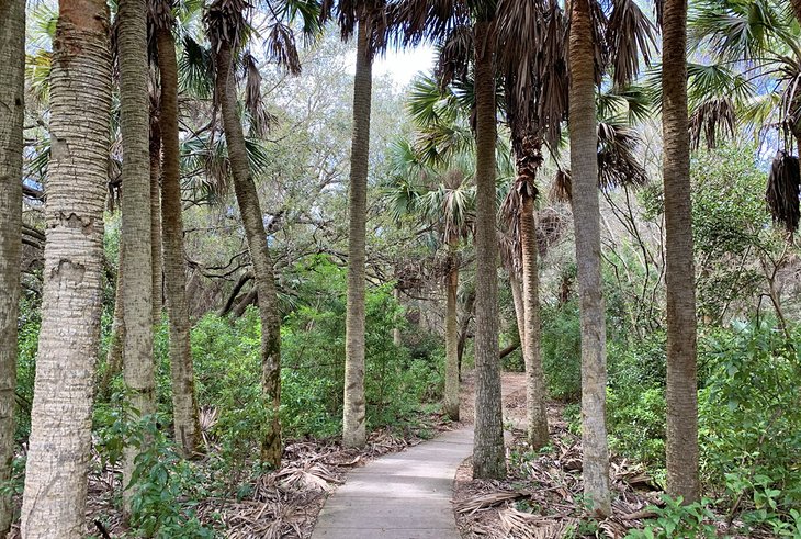 Tall trees line a path in Frenchman's Forest