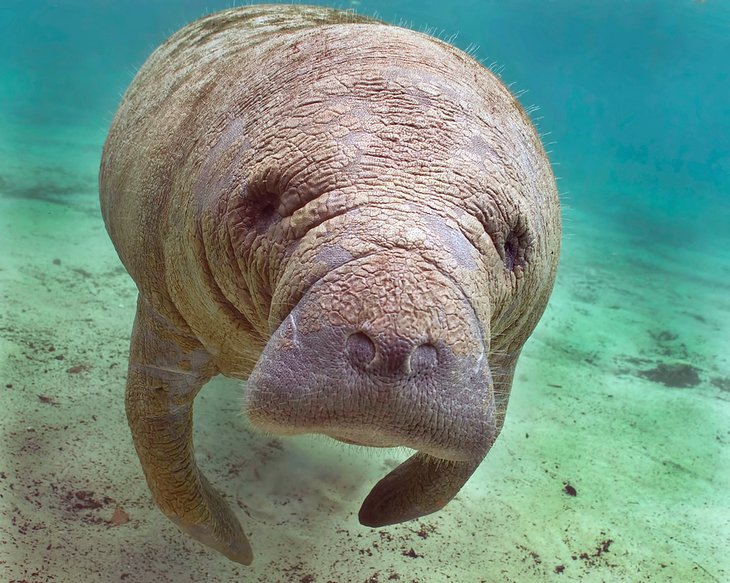 Friendly manatee