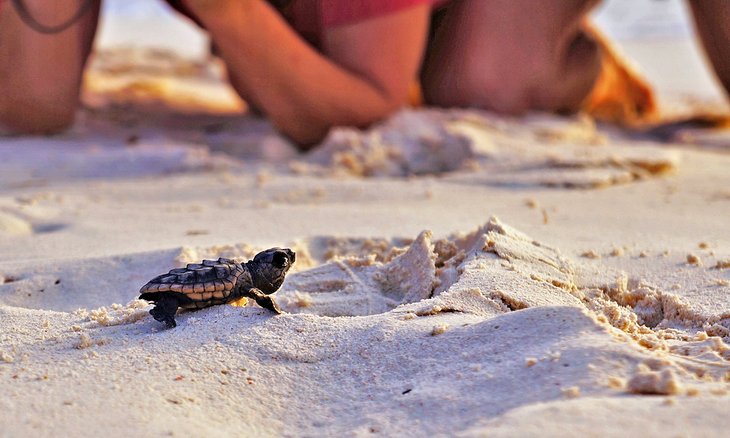 Sea turtle hatchling