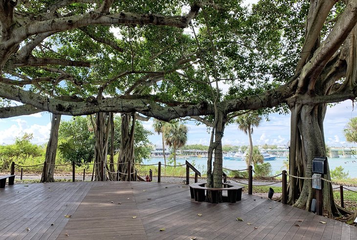 An ancient ficus tree at the Jupiter Inlet Lighthouse