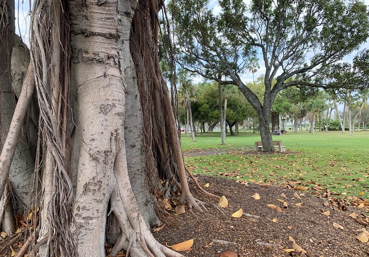 Giant ficus tree at Bryant Park