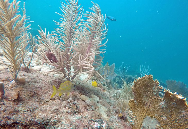 Colorful fish on the SS Copenhagen wreck