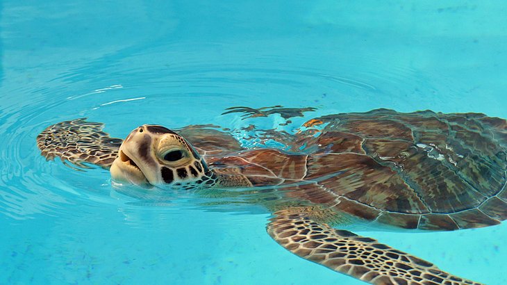 Rehabilitated turtle at the Turtle Hospital in Marathon