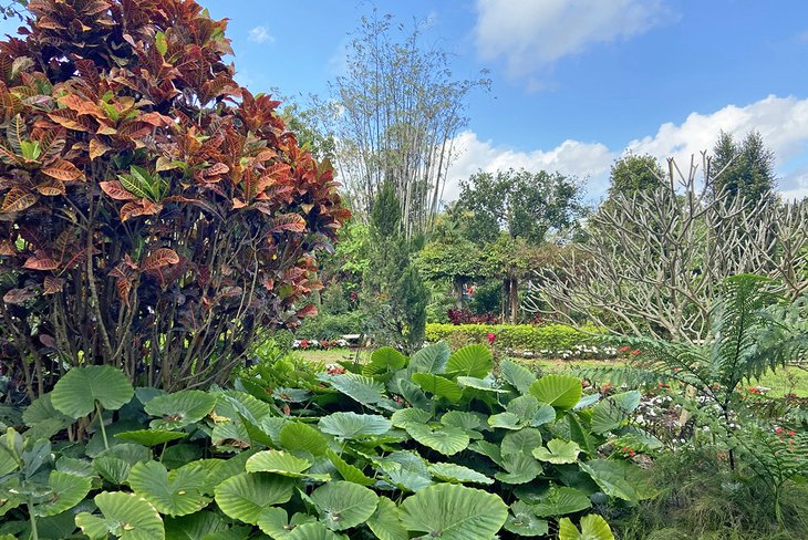 A sunny day at Mounts Botanical Garden