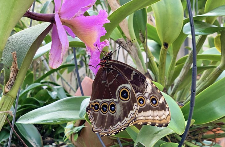 Staff at Butterfly World have raised over one million butterflies
