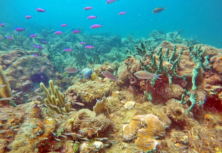 Colorful coral reef off Pompano Beach