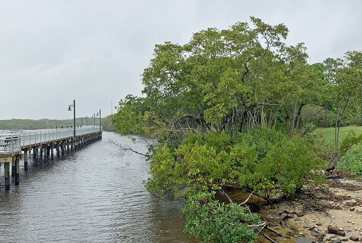 The Riverwalk Boardwalk passes mangrove forests.