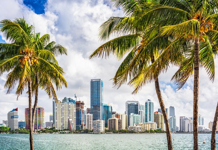 Palm trees frame the Miami skyline