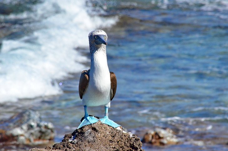 Blue-footed booby, Mexico