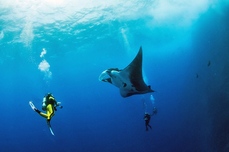 Divers enjoying an encounter with a manta ray in Mexico