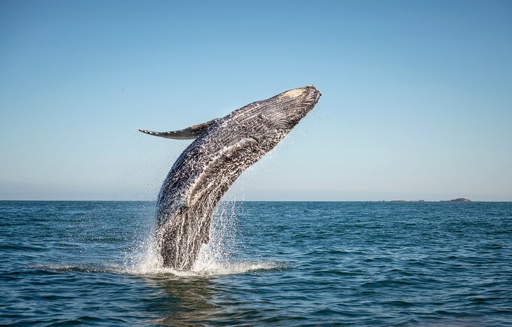 Humpback whale breaching