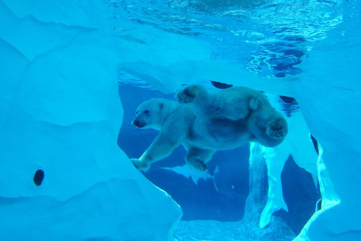 Un ours polaire nage au zoo de Détroit.