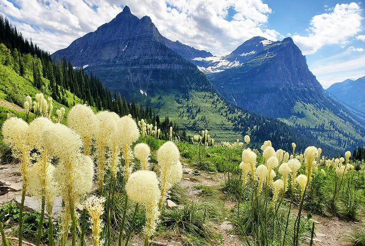 Bear-grass in Glacier National Park