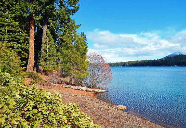 The shoreline of Suttle Lake