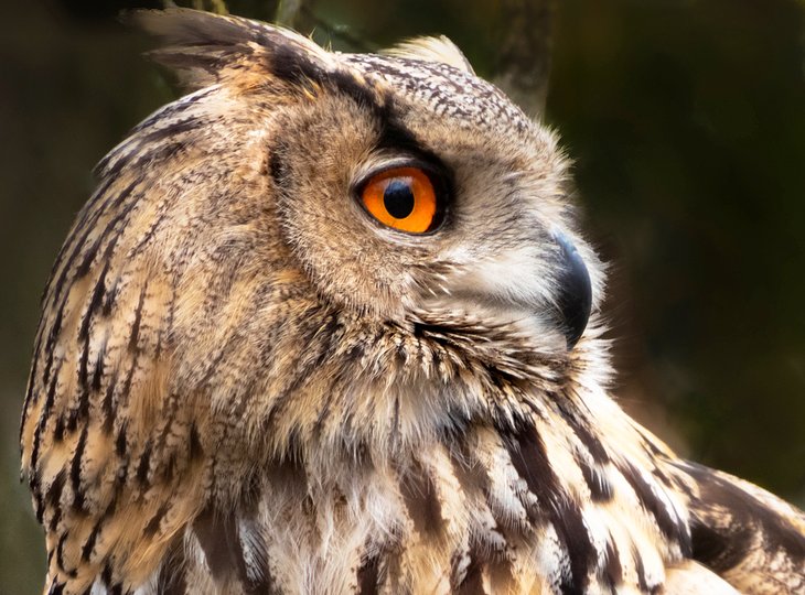 Owl at the Tierpark Lange Erlen