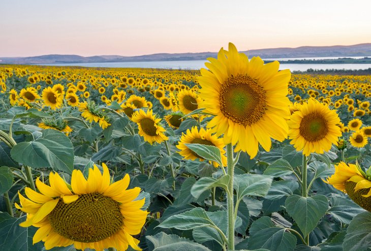 Thrace sunflower fields