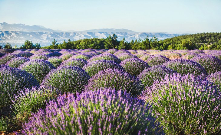Lavender fields near Egirdir