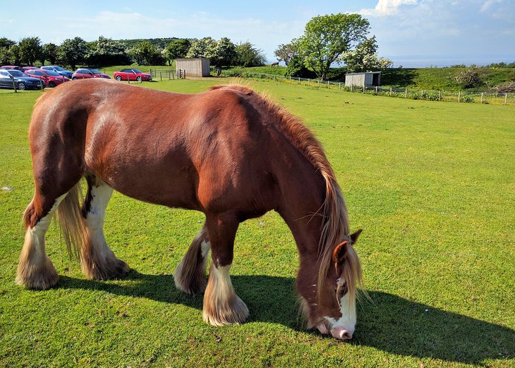 Heads of Ayr Farm Park