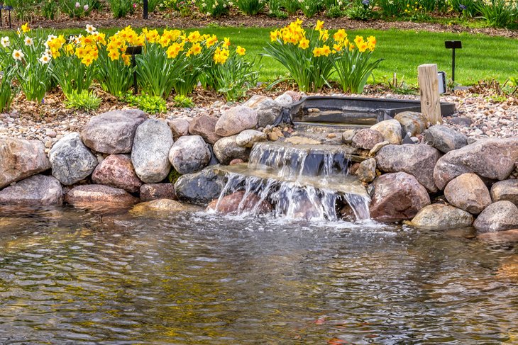 Daffodils blooming at the Green Bay Botanical Gardens