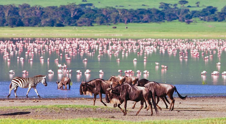 Wildlife at the Ngorongoro Crater