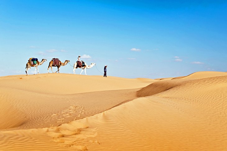 Camels in the Grand Erg Oriental, Tunisia