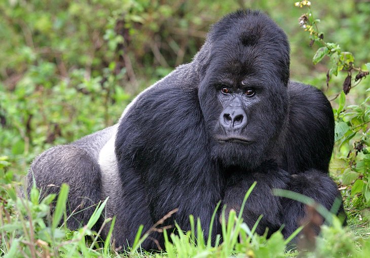 Silverback gorilla in Rwanda