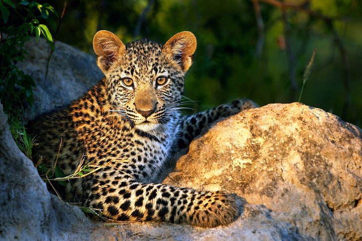 Leopard cub in Kruger National Park
