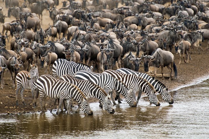 The Great Migration in the Masai Mara