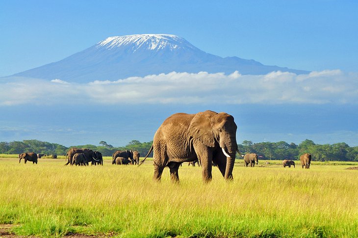 Elephants against the spectacular backdrop of Mount Kilimanjaro