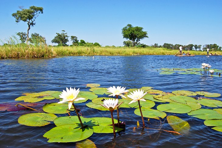 Okavango Delta