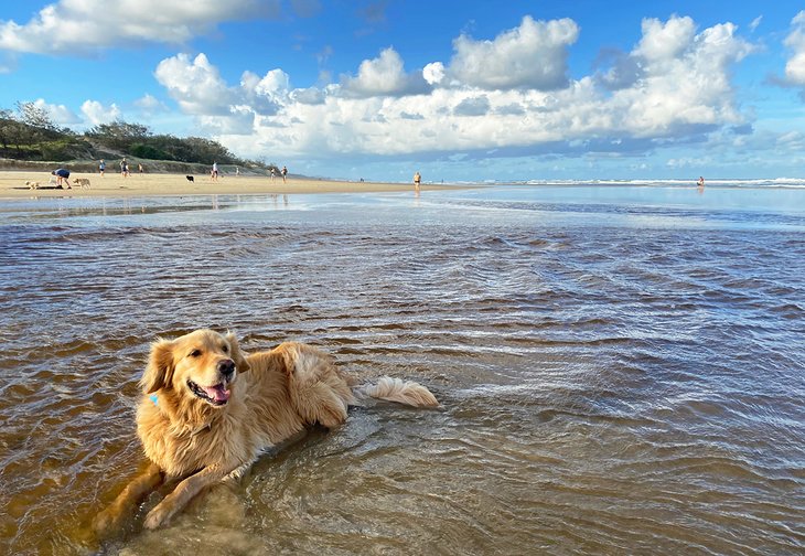 A happy dog at Stumers Creek