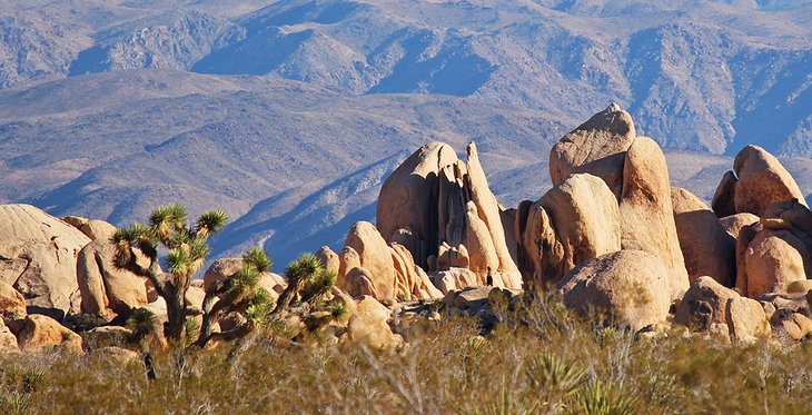 Landscape in Joshua Tree National Park