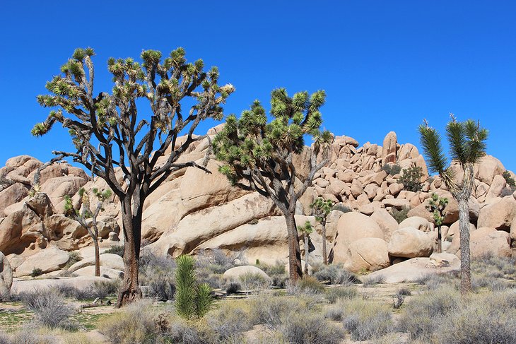 Joshua Trees in Joshua Tree National Park