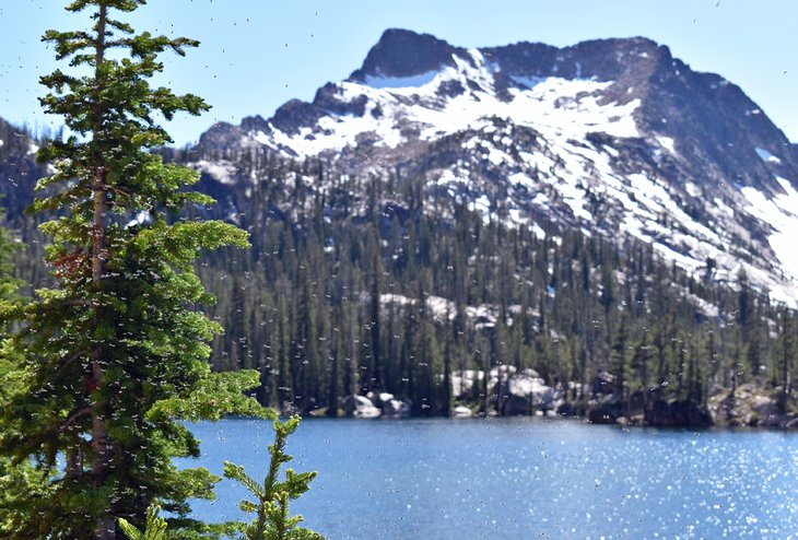 A swarm of bugs in the Sawtooth Mountains, Idaho