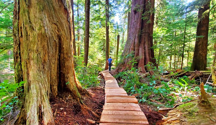 Boardwalk through Eden Grove