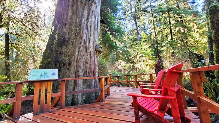 Rainforest Trail in Pacific Rim National Park