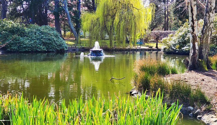 A pond and fountain in Beacon Hill Park