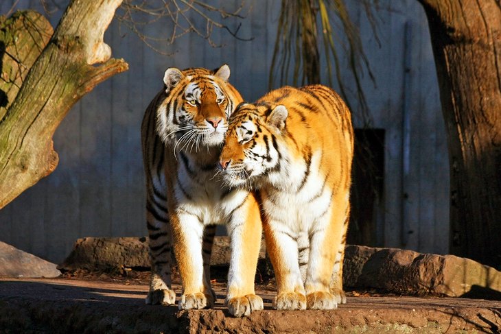 Tigres de Sibérie au zoo de Copenhague