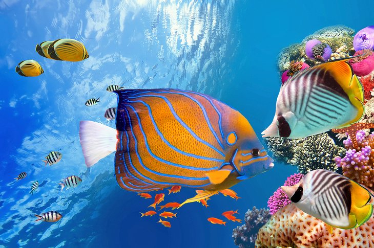 Red Sea fish life