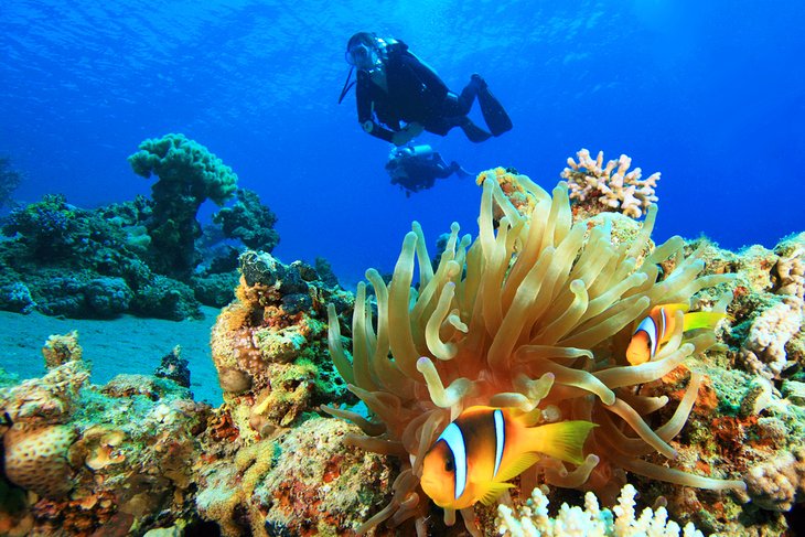 Divers enjoying the underwater beauty of the Red Sea