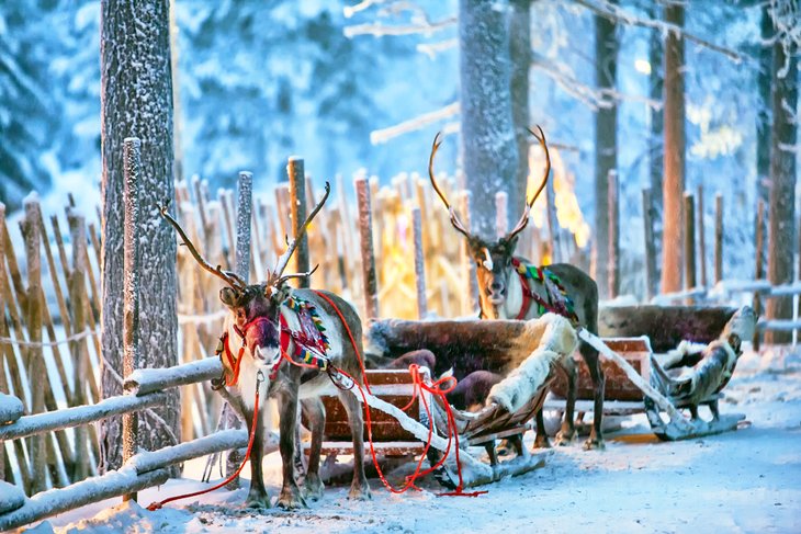 Reindeer and sleighs in Rovaniemi