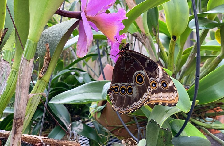 Butterfly on a flower at Butterly World