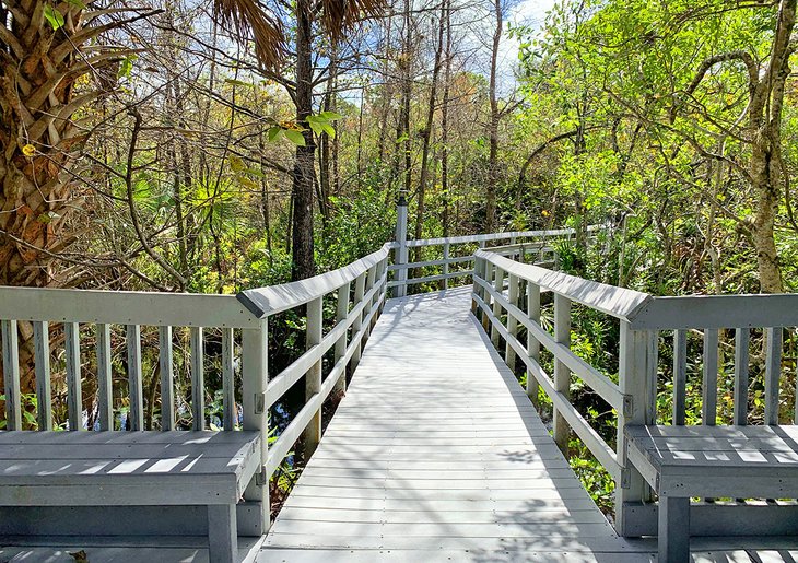 A boardwalk leads visitors on the Cypress Creek Trail