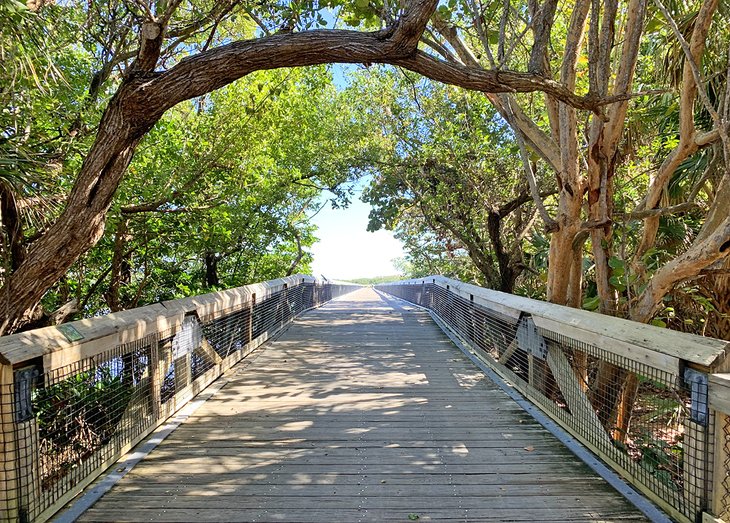 Boardwalk through trees at John D. MacArthur Beach State