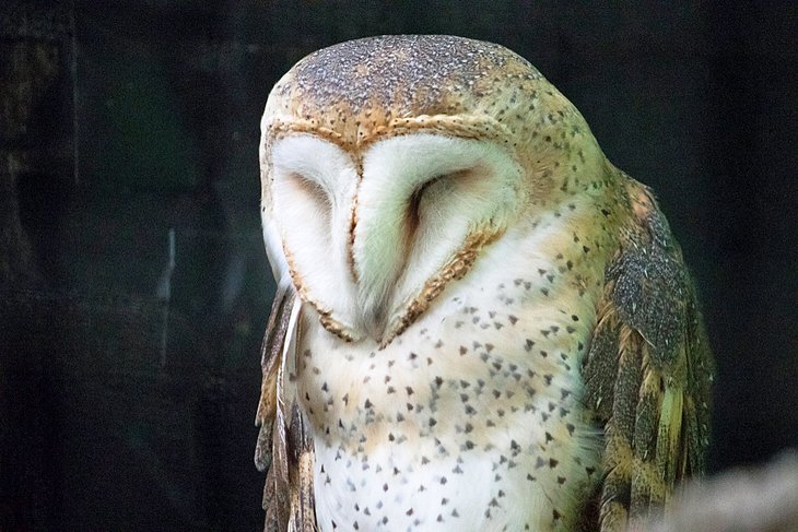 Owl at the Laura Quinn Wild Bird Sanctuary